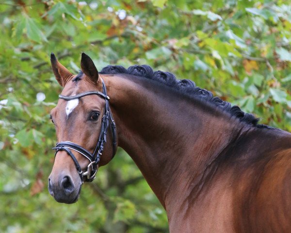 stallion Quattromani (Oldenburg, 2011, from Quaterback)