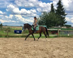 jumper Bambina (Hanoverian, 2010, from Balou du Rouet)