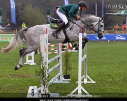 horse Pico del Teide L (Holsteiner, 2011, from Cardino)