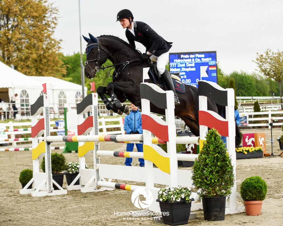 stallion Dust Devil 2 (Oldenburg show jumper, 2011, from Diarado)
