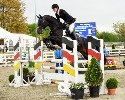 stallion Dust Devil 2 (Oldenburg show jumper, 2011, from Diarado)