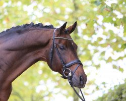 dressage horse Acheron 4 (Rhinelander, 2010, from Ampère)