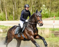 stallion Berlusconi (Trakehner, 2009, from Axis TSF)