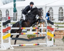 stallion Laughton 3 (Oldenburg show jumper, 2009, from L'Ami)