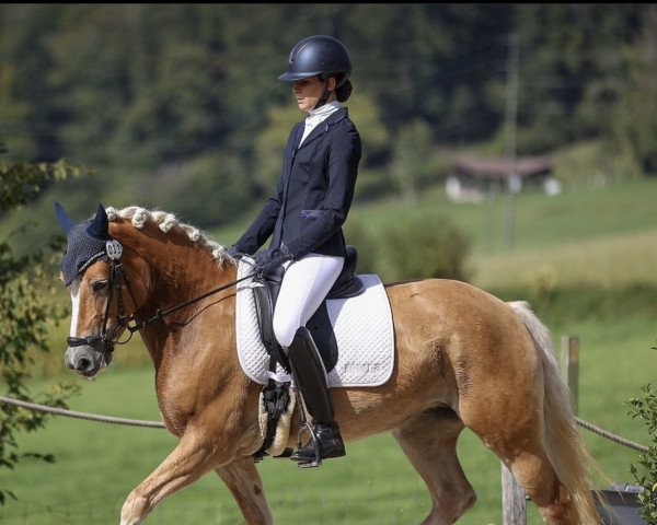 dressage horse Pepsi II (Haflinger, 2014, from Adonis)