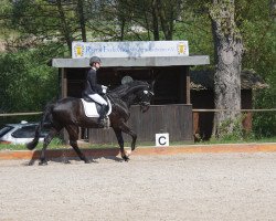 dressage horse DJ Jackson (Württemberger, 2001, from Dream of Glory)