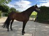 dressage horse Da Vinci B 2 (Oldenburg, 2011, from Decamerone 5)