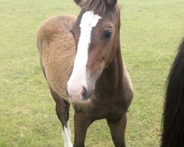 dressage horse Bellevie G (Hanoverian, 2017, from Bon Coeur)