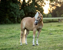 dressage horse Allegro 419 (Haflinger, 2009, from Atomik (3,13% ox))