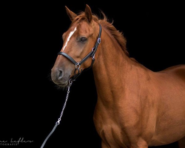 dressage horse Bonfire 84 (Westphalian, 2013, from Big Dresscode)