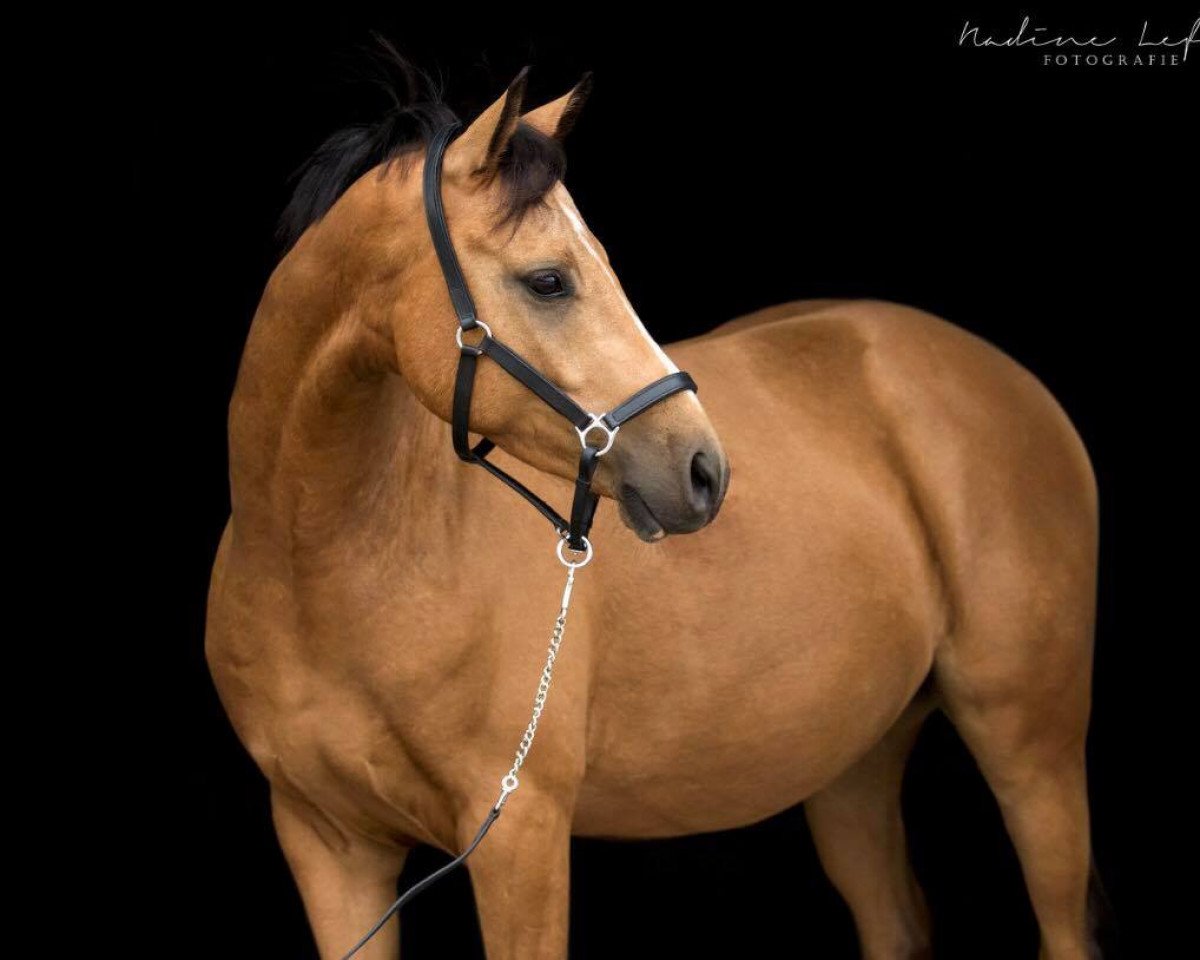 dressage horse Cappuccino 203 (German Riding Pony, 2013, from Zilhouette's Cashmaker)