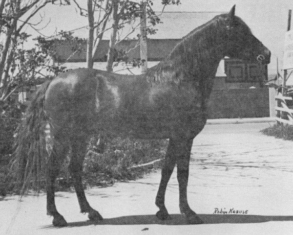 stallion Chilala (Peruvian Paso, 1963, from Carnaval)