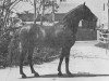 stallion CHILALA (Peruvian Paso, 1963, from Carnaval)