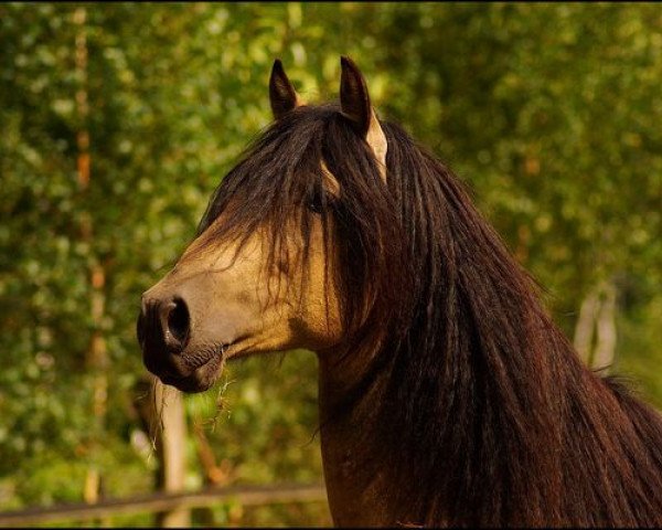 stallion RV Gitano Suave (Peruvian Paso, 2003, from GK Flamenco)