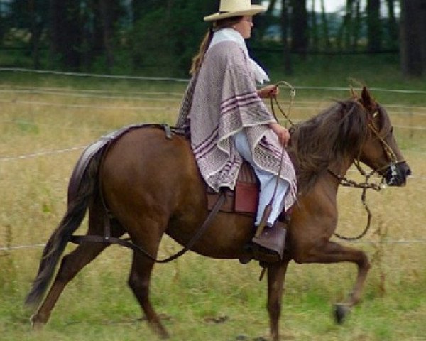 broodmare FELISCHA DE TIMBALERO (Peruvian Paso, 2001, from Otello)