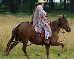 broodmare Felischa de Timbalero (Peruvian Paso, 2001, from Otello)