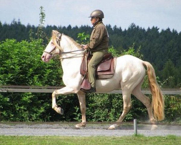 Pferd SR GASEOSO DEL FANTASMA (Paso Peruano, 2008, von RV Gitano Suave)