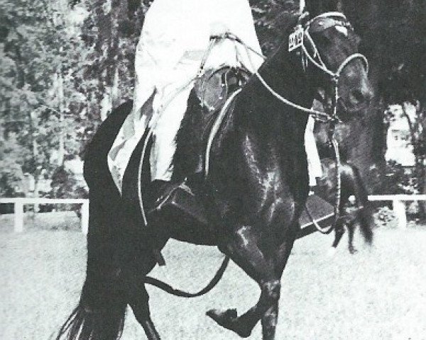 broodmare ZAZA (Peruvian Paso, 1957, from Coral)