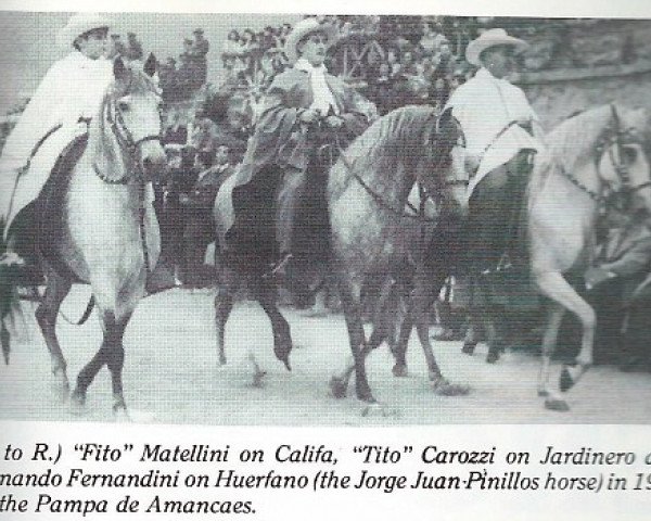 stallion Huerfano (Peruvian Paso,  , from Campo Alegre Cayalti)