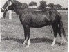 stallion ERIAL (Peruvian Paso, 1965, from Picasol)