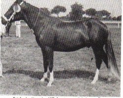 stallion Erial (Peruvian Paso, 1965, from Picasol)