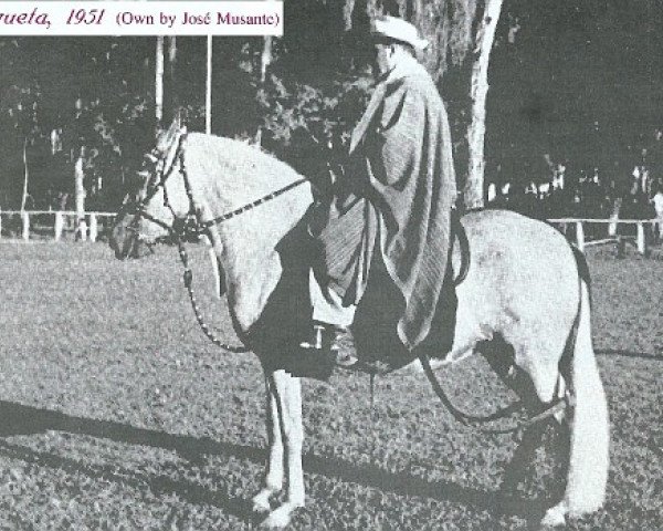 broodmare Coqueta (Peruvian Paso, 1947)