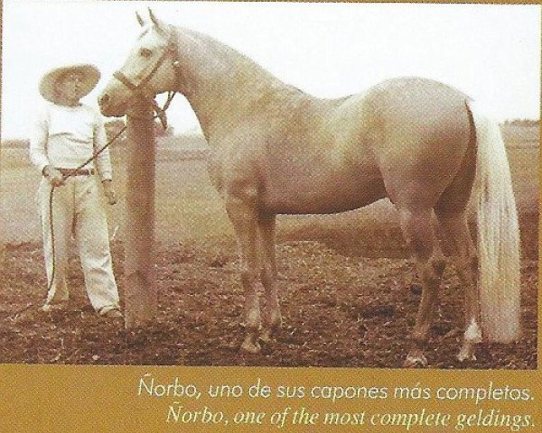 Deckhengst Norbo (Paso Peruano,  , von Bolon)