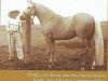 stallion Norbo (Peruvian Paso,  , from Bolon)