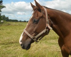 broodmare Ronja (Holsteiner, 2001, from Alcatraz)