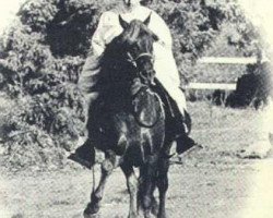 stallion Hercules (Peruvian Paso, 1964, from AEV Caramelo)