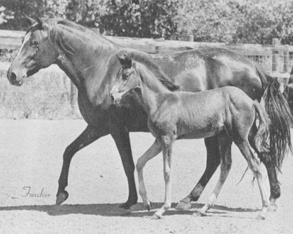 Zuchtstute Gracia (Paso Peruano, 1963, von Alegria)