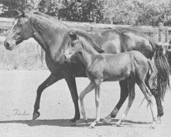 broodmare Gracia (Peruvian Paso, 1963, from Alegria)