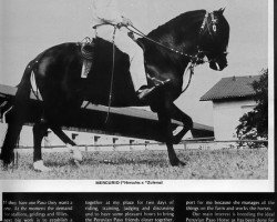 stallion Mercurio (Peruvian Paso, 1971, from Hercules)