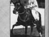 stallion Senor de Lima (Peruvian Paso, 1979, from PCD Pensamiento)