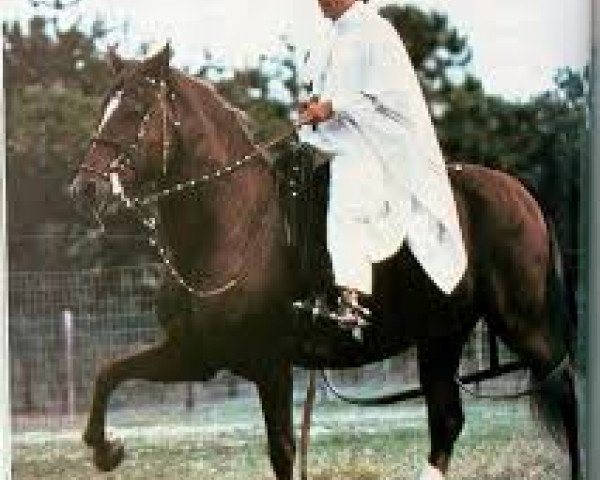 stallion Lindero (Peruvian Paso, 1981, from AEV Regional)