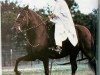 stallion Lindero (Peruvian Paso, 1981, from AEV Regional)