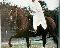 stallion Lindero (Peruvian Paso, 1981, from AEV Regional)