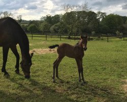 broodmare Feline (Hanoverian, 2008, from For Pleasure)