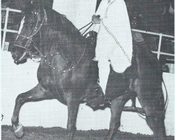 broodmare Estrana (Peruvian Paso, 1974, from Corta Viento)