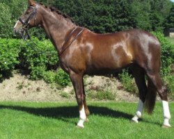 dressage horse Bacardi Feeling K (Hanoverian, 2005, from Belissimo NRW)