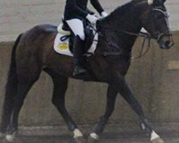 Springpferd Clinnstar (KWPN (Niederländisches Warmblut), 2008, von Zacharov Tn)