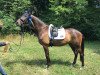 dressage horse Porsche 26 (Trakehner, 2008, from In Flagranti)