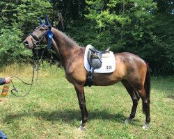 dressage horse Porsche 26 (Trakehner, 2008, from In Flagranti)