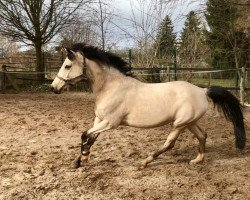 Pferd Maggi (Deutsches Reitpony, 2010, von Ald Feart's Marko)