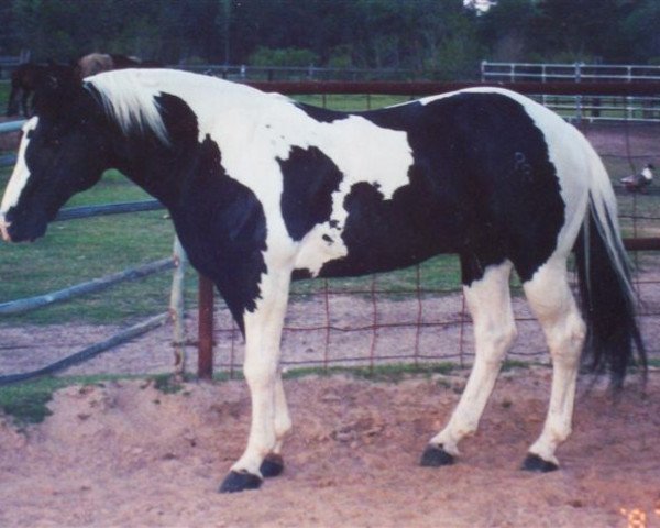 Deckhengst RR riskymasterpiece (Paint Horse, 1993, von Ris Key Business)