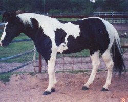 stallion RR riskymasterpiece (Paint Horse, 1993, from Ris Key Business)