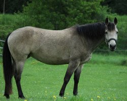 broodmare Gr Smart Dun It (Quarter Horse,  , from Dun Its Cowboy)