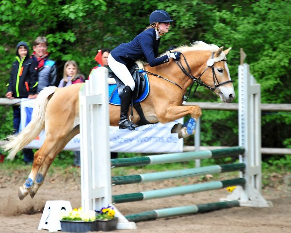 broodmare Laika (Haflinger, 2000, from Ammersee)