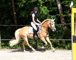 Springpferd Lara Z (Haflinger, 2005, von Wildbach)