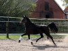 broodmare Romanie 4 (Oldenburg, 2012, from Glock's Romanov)